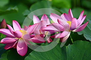 Blooming lotus flower, very beautiful