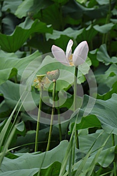 Blooming lotus flowers in the lake