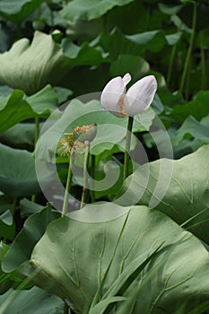 Blooming lotus flowers in the lake