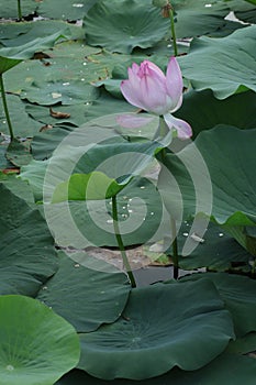 Blooming lotus flowers in the lake