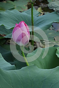 Blooming lotus flowers in the lake