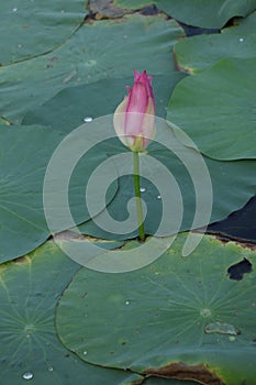 Blooming lotus flowers in the lake