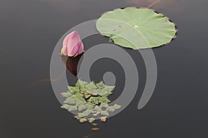 Blooming lotus flowers in the lake