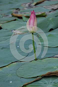 Blooming lotus flowers in the lake