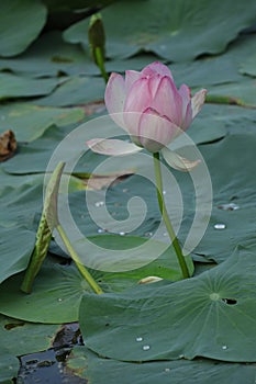 Blooming lotus flowers in the lake