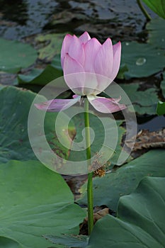 Blooming lotus flowers in the lake