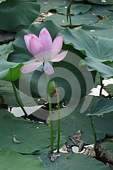 Blooming lotus flowers in the lake