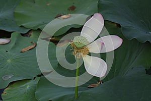 Blooming lotus flowers in the lake