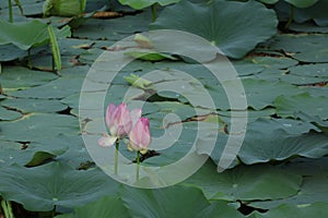 Blooming lotus flowers in the lake