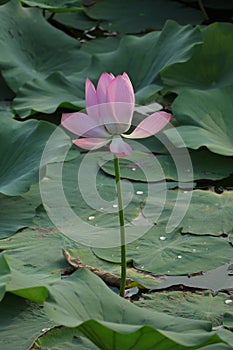 Blooming lotus flowers in the lake