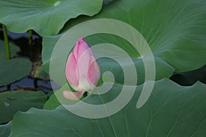 Blooming lotus flowers in the lake