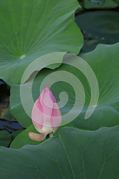 Blooming lotus flowers in the lake