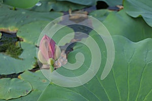 Blooming lotus flowers in the lake