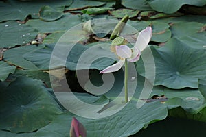 Blooming lotus flowers in the lake