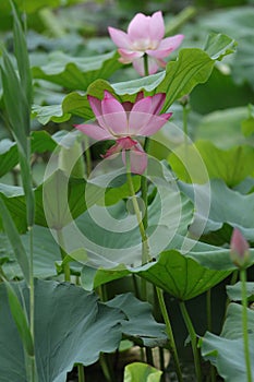 Blooming lotus flowers in the lake