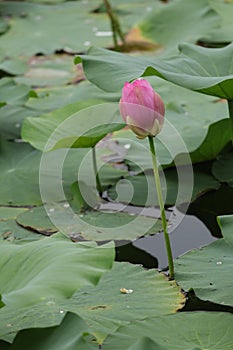 Blooming lotus flowers in the lake