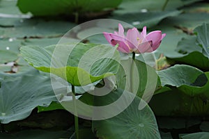 Blooming lotus flowers in the lake