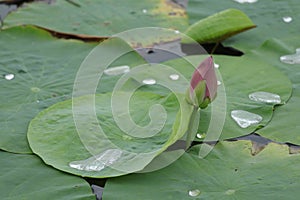 Blooming lotus flowers in the lake