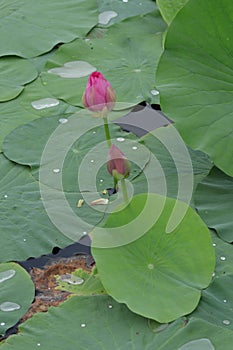 Blooming lotus flowers in the lake