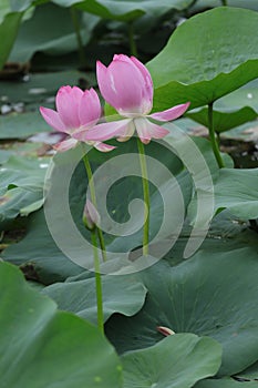 Blooming lotus flowers in the lake