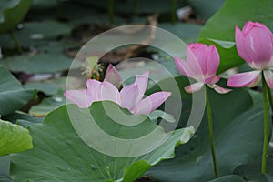 Blooming lotus flowers in the lake