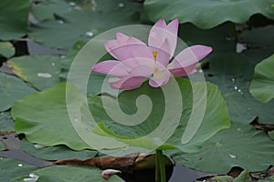 Blooming lotus flowers in the lake