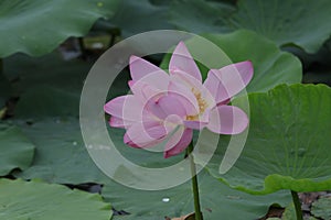 Blooming lotus flowers in the lake