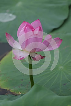 Blooming lotus flowers in the lake