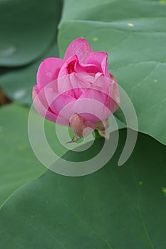 Blooming lotus flowers in the lake