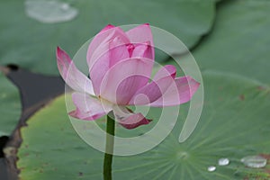 Blooming lotus flowers in the lake