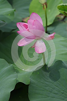 Blooming lotus flowers in the lake