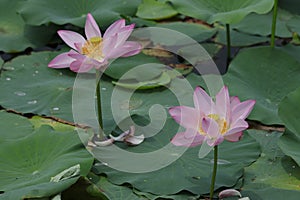 Blooming lotus flowers in the lake