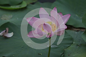 Blooming lotus flowers in the lake