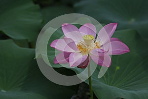 Blooming lotus flowers in the lake