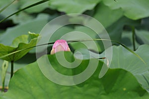 Blooming lotus flowers in the lake