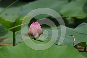 Blooming lotus flowers in the lake