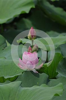 Blooming lotus flowers in the lake