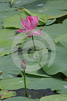 Blooming lotus flowers in the lake