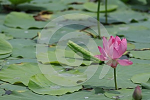 Blooming lotus flowers in the lake