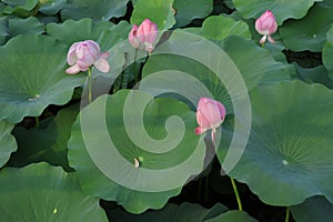 Blooming lotus flowers in the lake