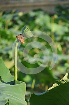 Blooming lotus flowers in the lake of Puzhehei Scenic Area, Yunnan Province