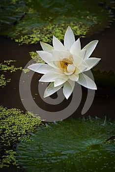 Blooming Lotus Flowers on a Lily Pond at a Balinese Temple.