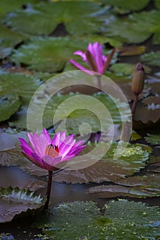 Blooming Lotus Flowers on a Lily Pond at a Balinese Temple.