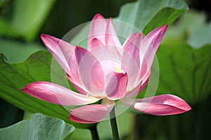 Blooming lotus