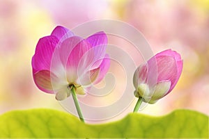 Blooming lotus or water lily graces a bright summer background with its delicate and captivating beauty