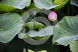 Blooming Lotuses