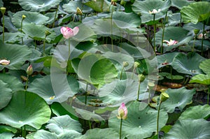 Lotuses garden with flowers photo