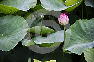 Blooming Lotuses photo