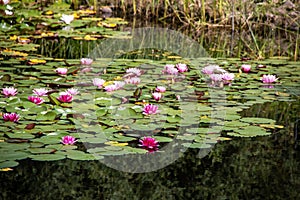 Blooming lotuses in a pond in St. Petersburg