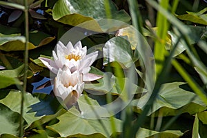 Blooming lotuses in a pond in St. Petersburg